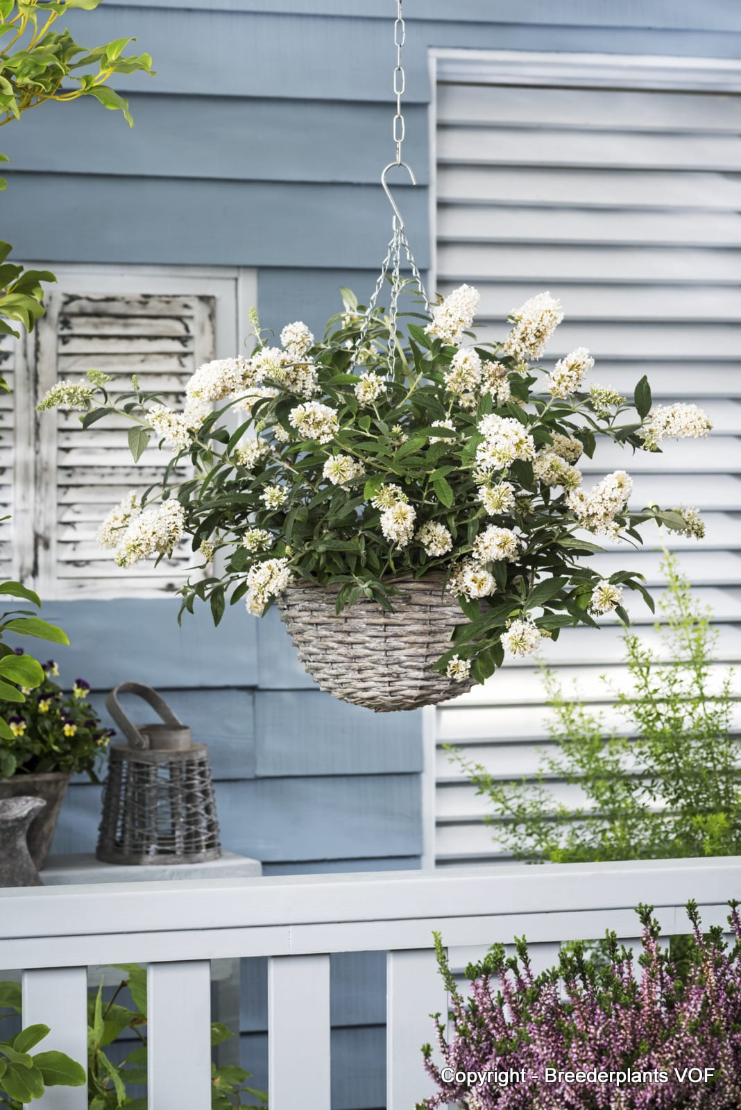 Buddleja davidii 'Dreaming White'